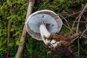 agaricus excellens (1).jpg_product_product